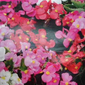 BEGONIA Semperflorens Variada