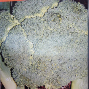 BROCOLI DE CHICO CALABRES