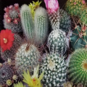 CACTUS Variado