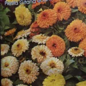 CALENDULA Fiesta Gitana enana