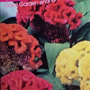 CELOSIA CRISTATA C.Garden enana