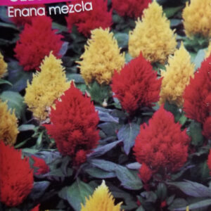 CELOSIA PLUMOSA Enana mezcla