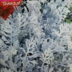 CINERARIA MARITIMA Silverdust