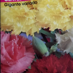 CLAVEL CHABAUD Gigante Variado