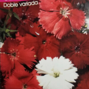 CLAVELINA DE LA CHINA Doble Var.