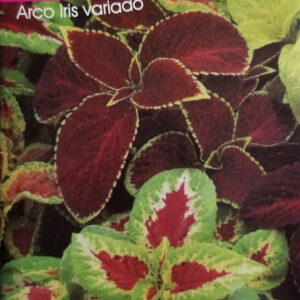 COLEUS (CRETONA) Arco Iris Variado