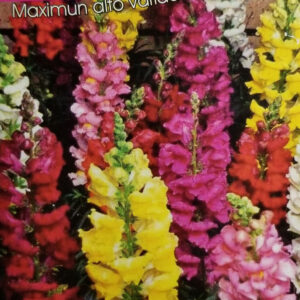 CONEJITO Maximun Alto Variado