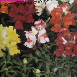 CONEJITO Tom Pauce Enano Variado