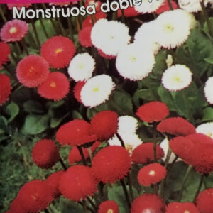 COQUETA Monstruosa Doble Variado