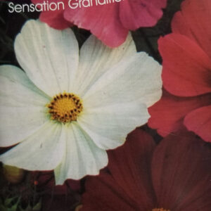 COSMOS Sensation Grandiflora