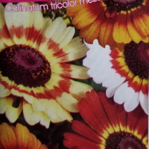 CRISANTEMO Carinatum Tricolor