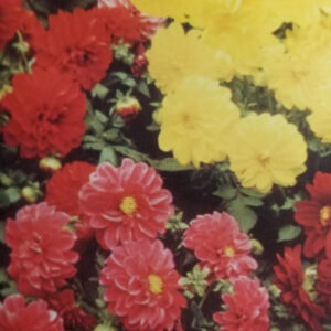 DAHLIA Unwin`s doble variada