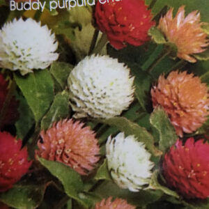 GOMPHRENA Buddy purpureo enano