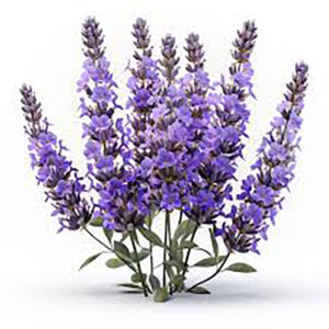 LAVANDA Vera