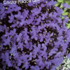 LOBELIA AZUL Crystal Palace