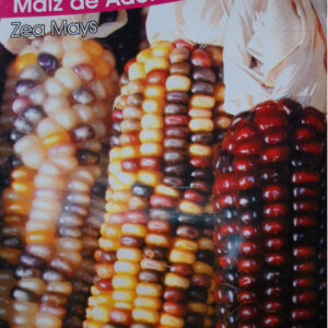 MAIZ DE ADORNO (zea mays)