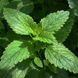 MELISA Officinalis