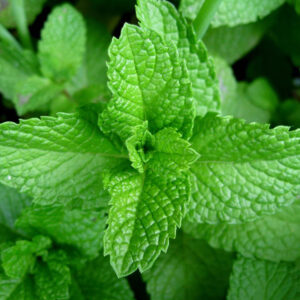 MENTA PIPERITA
