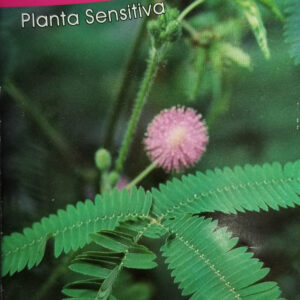 MIMOSA pudica