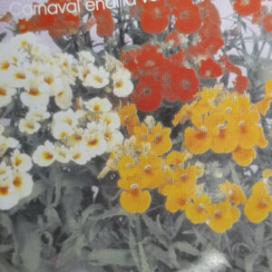 NEMESIA Carnaval enana variada