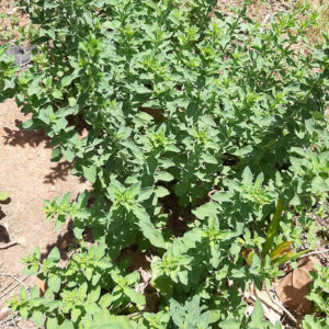OREGANO Viulgare