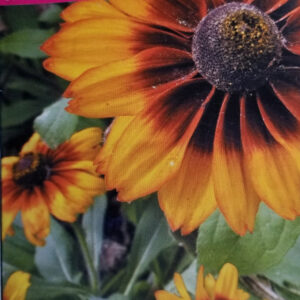 RUDBECKIA (hirta)