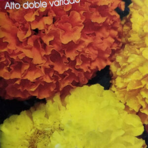 TAGETE Erecta Alto Doble Variado