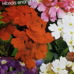 VERBENA Hibrida enana variado