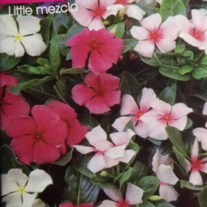 VINCA Little Mezcla
