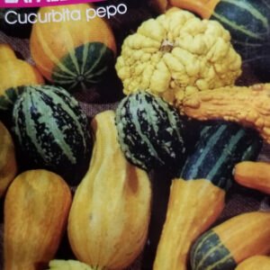 ZAPALLITO DE ADORNO Cucubita