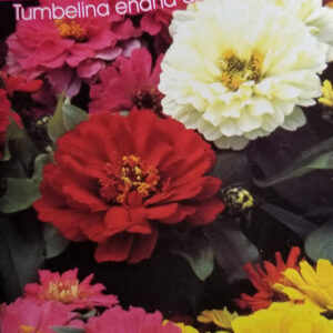 ZINNIA Tumbelina enana doble var