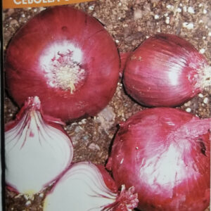 CEBOLLA COLORADA CHATA