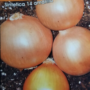 CEBOLLA VALENCIANA Sint 14