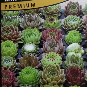 MIX CRASAS sempervivum