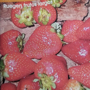 FRUTILLA Ruegen Frutos Largos