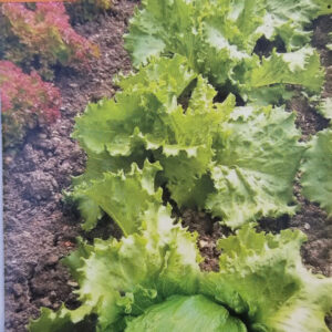 LECHUGA COL DE NAPOLES Capuch