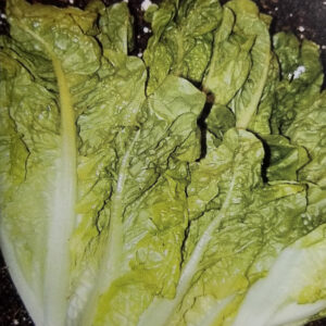 LECHUGA CRIOLLA De Verano