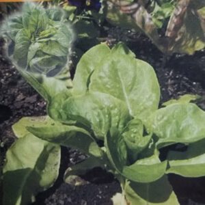 LECHUGA GALLEGA De invierno