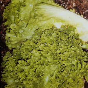 LECHUGA GRAND RAPIDS crespa