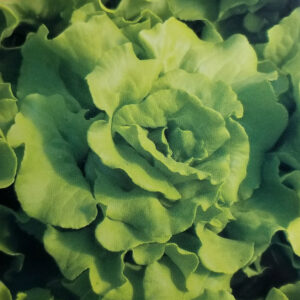 LECHUGA MANTECOSA Nueva