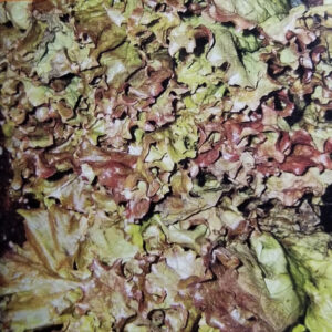 LECHUGA MARAVILLA 4 Estaciones