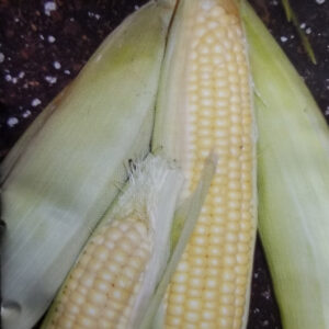 MAIZ DULCE PARA CHOCLO Tem.