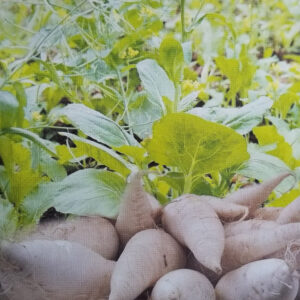 NABO MEDIO LARGO Vertus