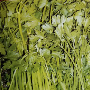 PEREJIL DE HOJAS LISAS