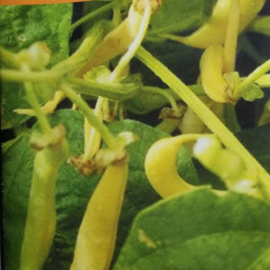 POROTO ENANO Vaina Amarilla