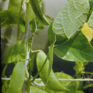 POROTO ENANO Vaina Verde