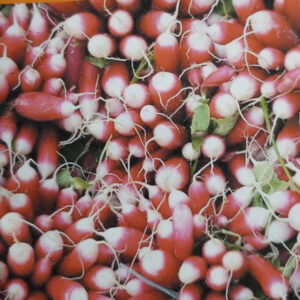 RABANITO MEDIO LARGO Punta Bca