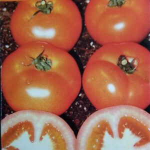 TOMATE PLATENSE