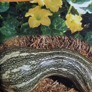 ZAPALLO RAYADO Calabaza
