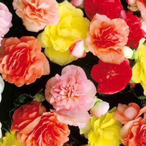 Begonia Tuberosa Doble Mix